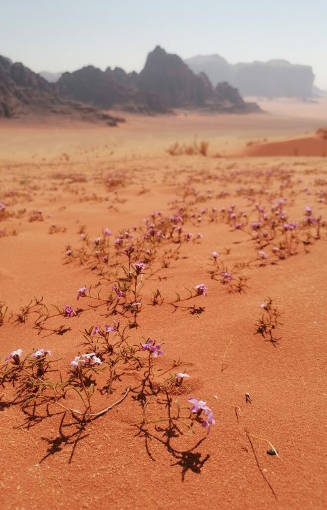 fleur désert wadi rum jordanie
